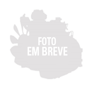 Bucha Braço Transversal - Traseiro Duralast DLBB1268